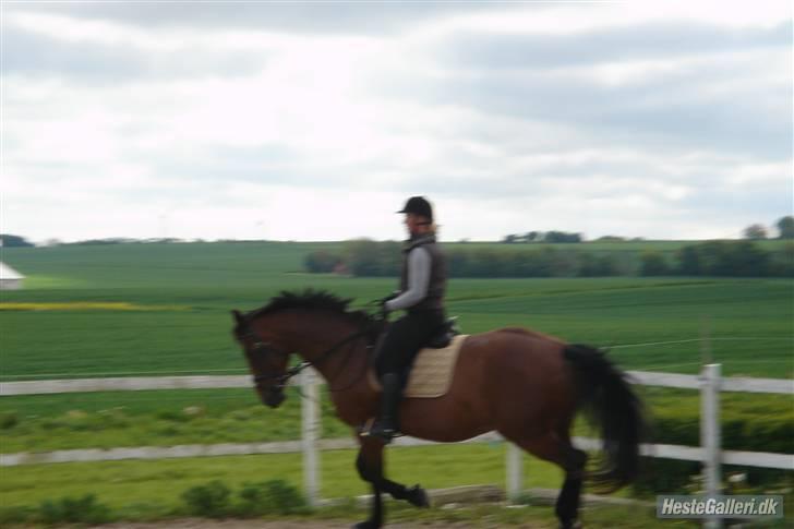 Dansk Varmblod Donna - Så kom der også ridebilleder - Hillerslev 2009 billede 18