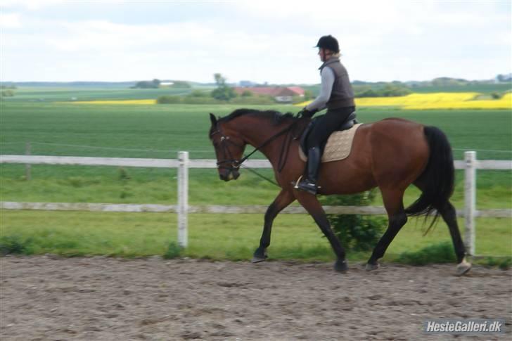 Dansk Varmblod Donna billede 19