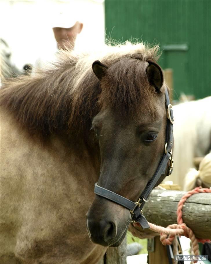 Islænder Snör fra Sauðhaga 2 - venlist udlånt af Hestehaven, CNN amatør-fotograf .   billede 20