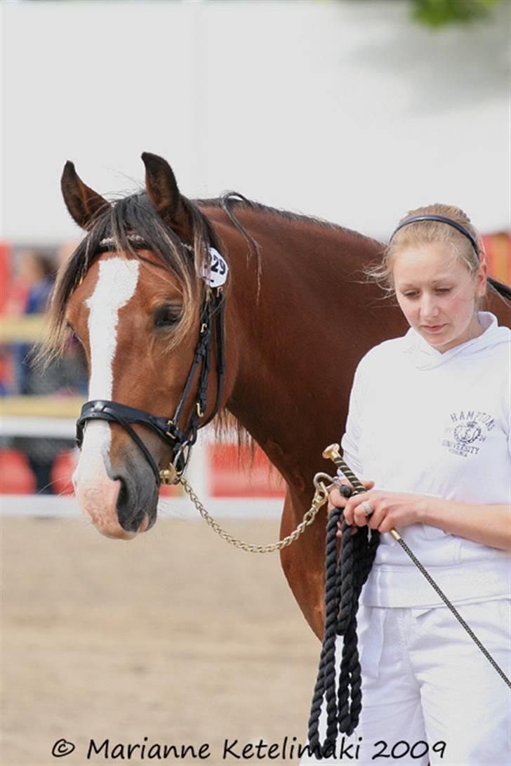 Welsh Cob (sec D) Slæggerups Amazing Sunris billede 18