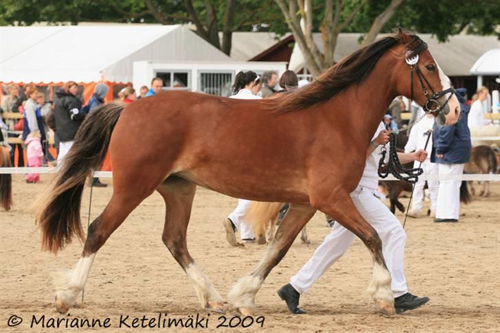 Welsh Cob (sec D) Slæggerups Amazing Sunris billede 19