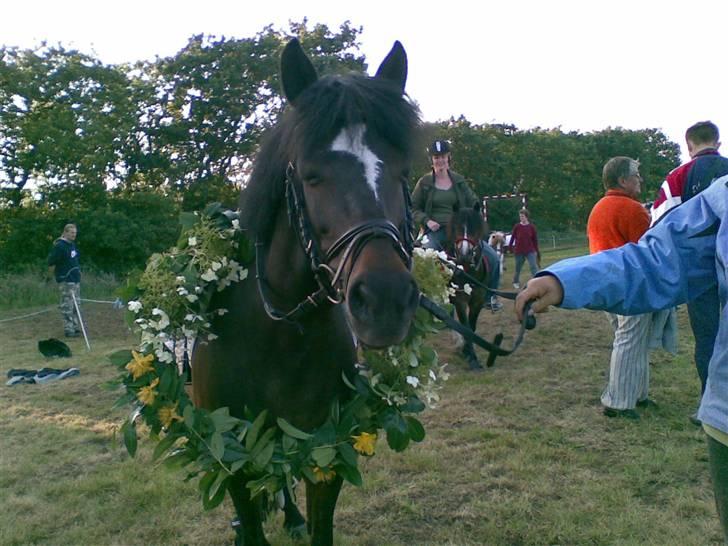 Anden særlig race Dixie Starlight - Solgt - Dixie og jeg blev kronprins til ringridning <3 billede 7