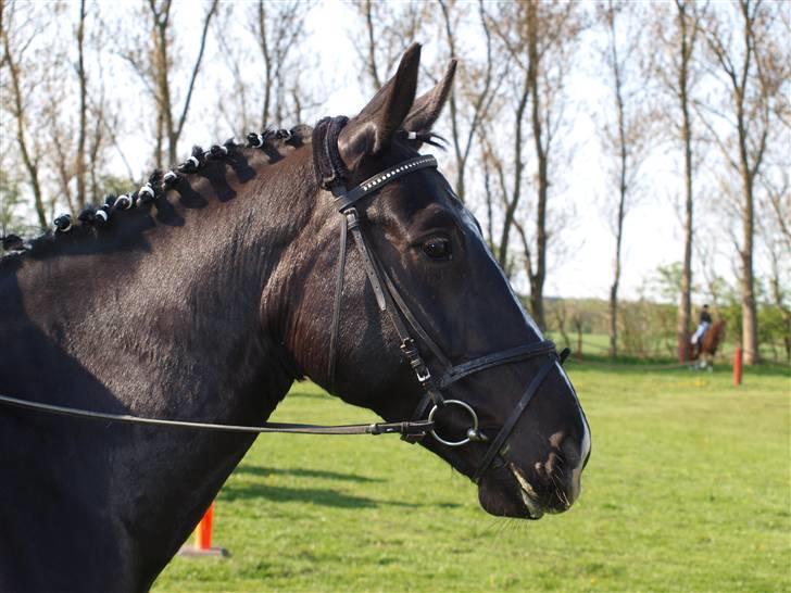 Oldenborg Eloise (solgt) billede 16