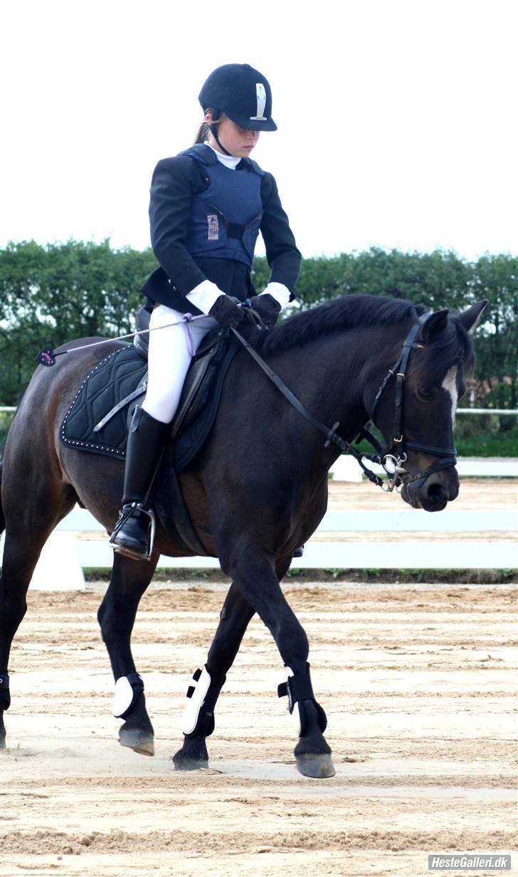 Anden særlig race Dixie Starlight - Solgt - Stævne <3 billede 11