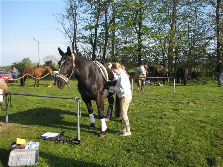 Oldenborg Eloise (solgt) - Mig der er ved at sadle den store hest op ;) billede 18