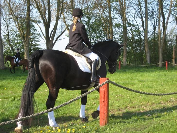 Oldenborg Eloise (solgt) - Opvarmning :) billede 20