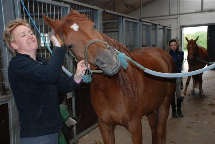 Arabisk fuldblod (OX) mastrem ox  (max) Solgt. billede 3