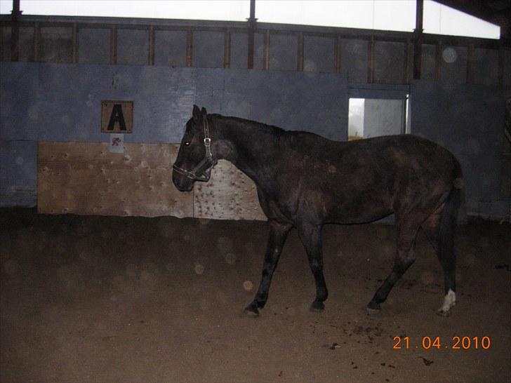 Traver Tazz <3*R.I.P.d.21/4'10* - På "dagen!" :( billede 16