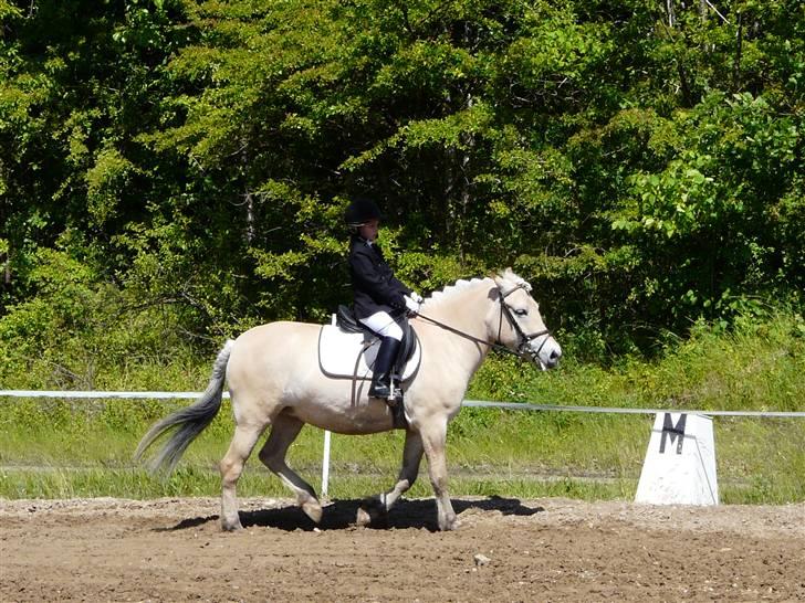 Fjordhest mussepigen - Mullepigen til stævne --.--' billede 2