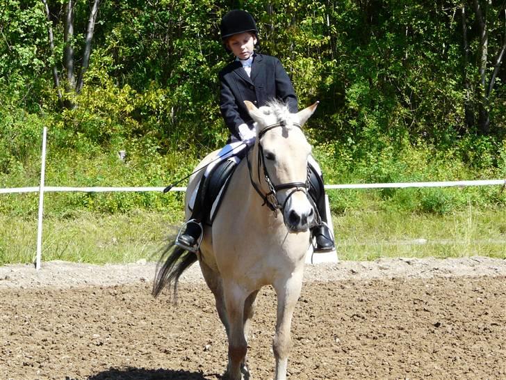 Fjordhest mussepigen - Muller til stævne --.--'
 billede 3