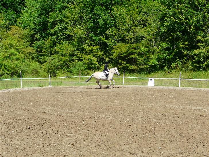 Fjordhest mussepigen - Mullemus til stævne --.--' billede 4