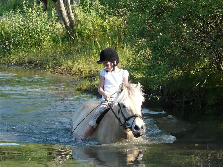 Fjordhest mussepigen - Dygtig Mullerpige --.--' billede 8