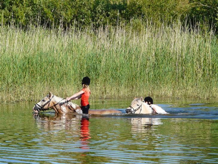 Fjordhest mussepigen - Musse elsker virkelig at bade --.--' billede 9