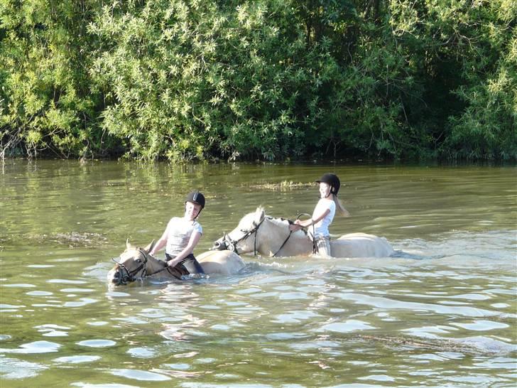 Fjordhest mussepigen - Slemme Mulle --.--' billede 10