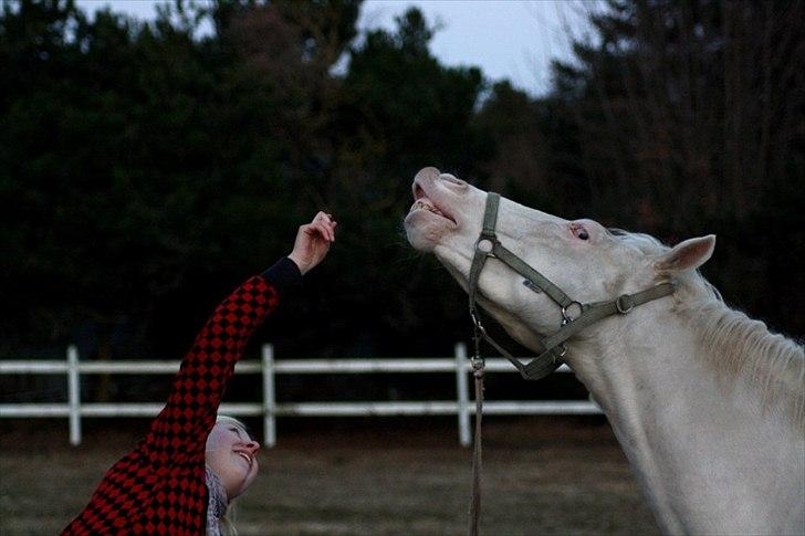 Palomino lucifer - første gang på ordenlig ridebane - 3 gang i gallop under rytter ;) billede 1