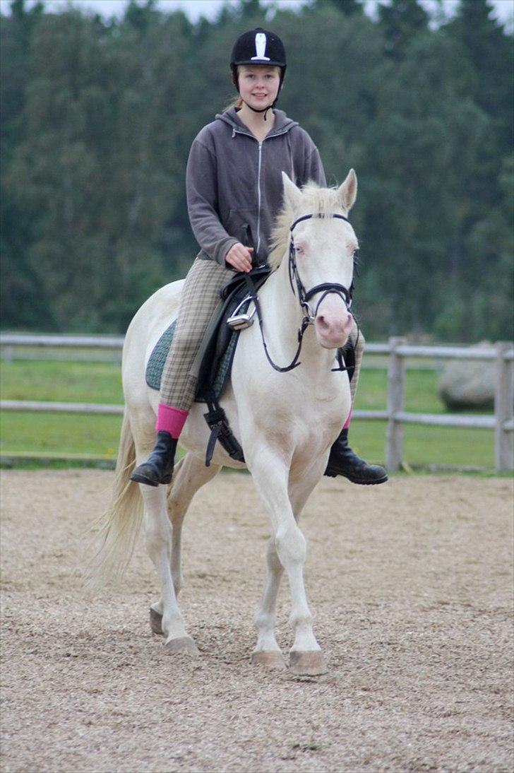 Palomino lucifer - første gang jeg sidder på ham med sadel ;) skridter ham stolt af, 4 gang nogensind jeg er på nakken af dyret. billede 2