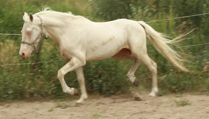 Palomino lucifer - lige da han kom hjem .. billede 3