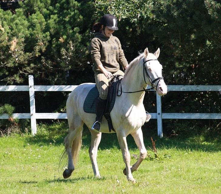Palomino lucifer - en god tur ude på marken, der ikke varede så længe.. billede 4