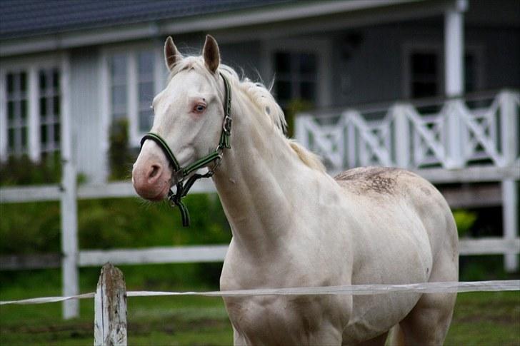 Palomino lucifer - lige et hovedbillede ;) billede 5