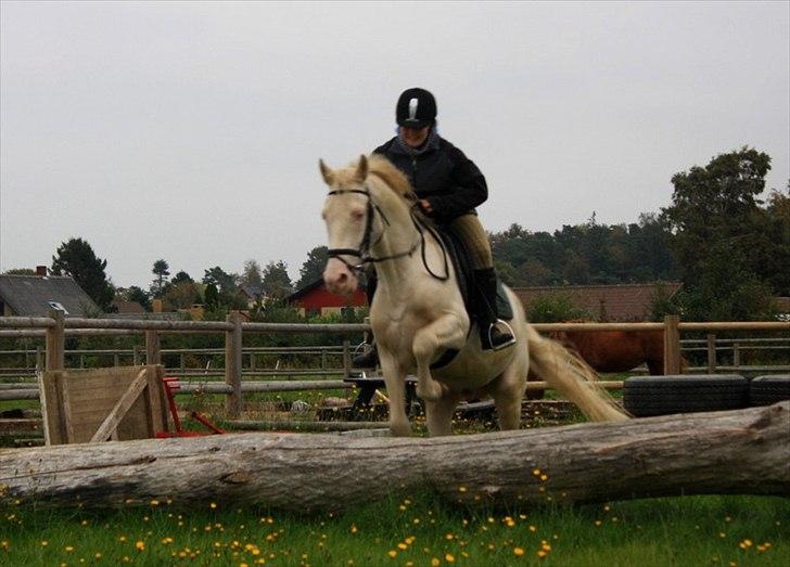 Palomino lucifer - første spring nogensinde uder rytter! billede 6