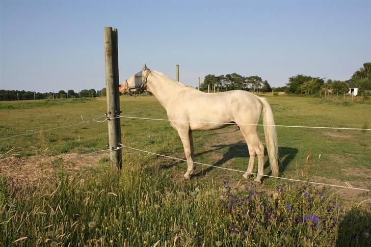 Palomino lucifer - lige da han kom hjem. billede 7