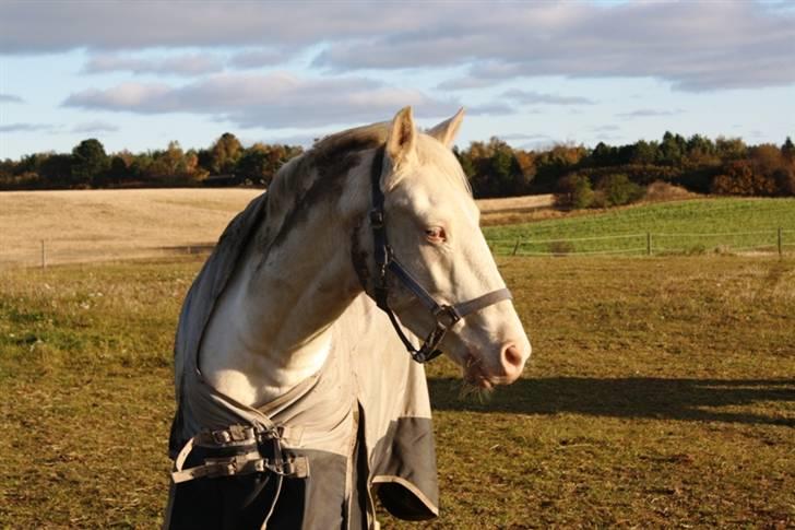 Palomino lucifer - et ældre hovedbillede ;) billede 8
