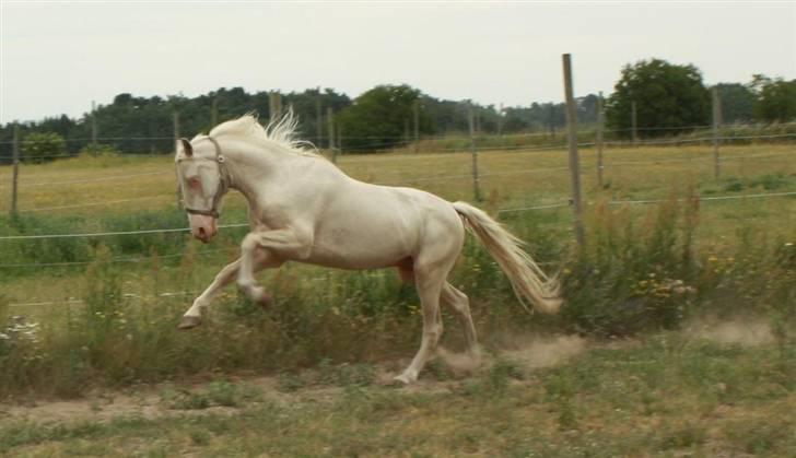 Palomino lucifer - lige da han kom hjem, første gang på ridebanen, mener jeg. billede 9