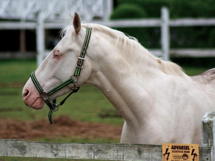 Palomino lucifer billede 10