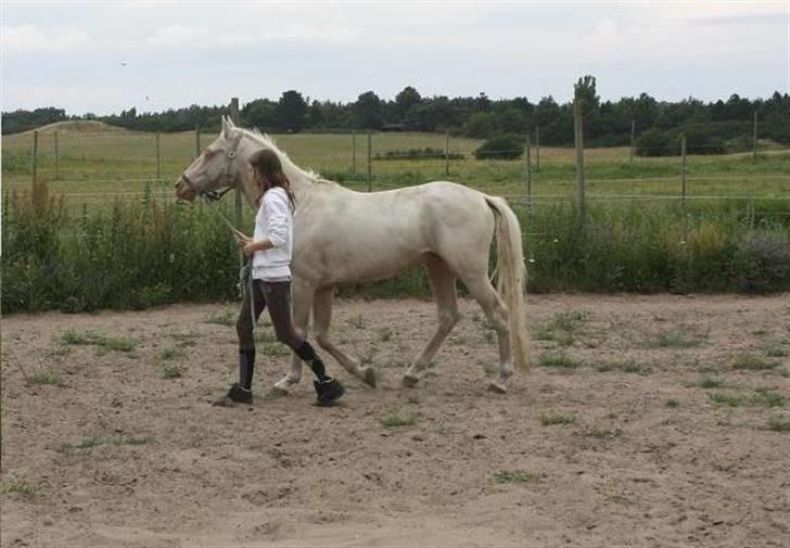 Palomino lucifer billede 11