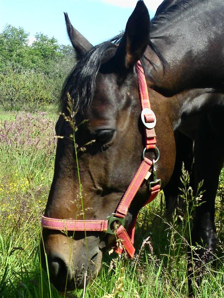 Fuldblod (XX) Magic  billede 10