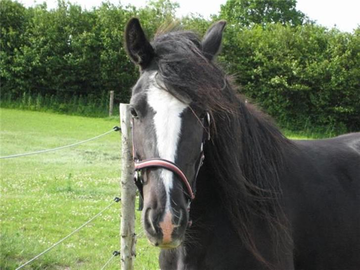Irish Cob Asgaards Brynhild - Brynhilds fine hoved billede 2