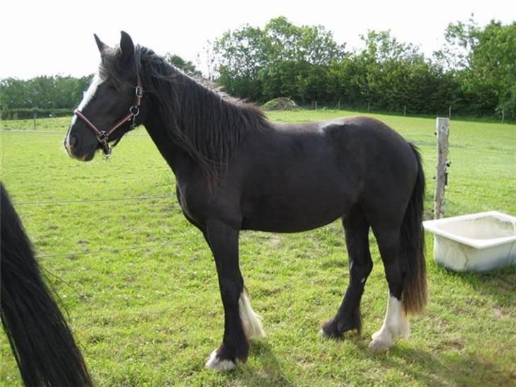 Irish Cob Asgaards Brynhild - Brynhild lidt på afstand billede 3
