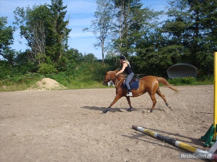 Palomino Klepholms Venus Af Ås <3  billede 11