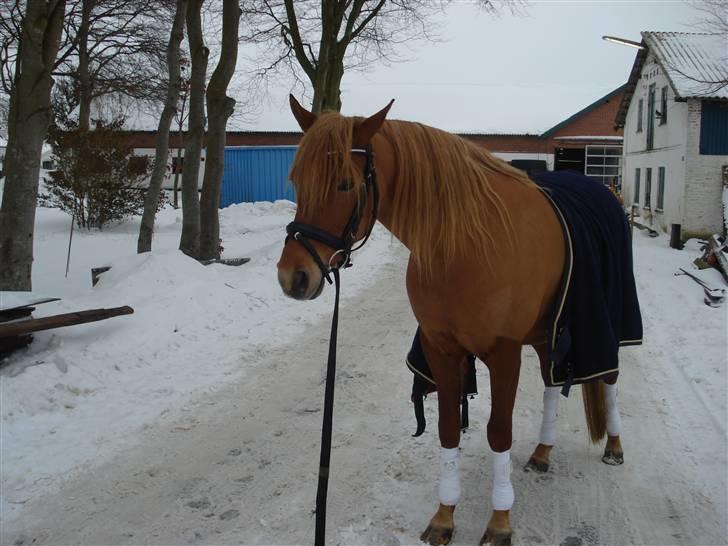 Palomino Klepholms Venus Af Ås <3  billede 13