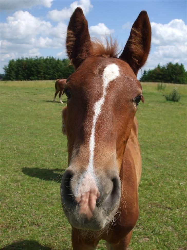 Frederiksborg Gaia Tybjerglille - Fra d. 7 Juli 2009, lidt nygerrig er man jo :P billede 10