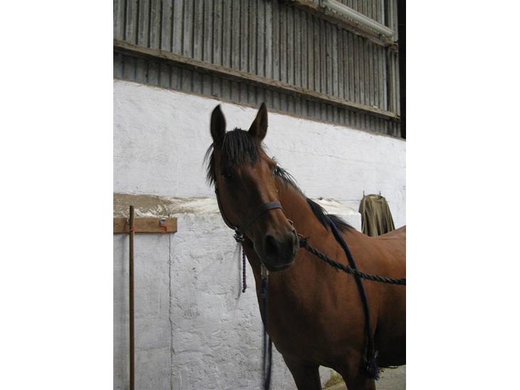 {{currentPhoto.altText}} billede {{currentPhoto.number}}