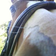 Anden særlig race Chazell <3 [Gammel Part]