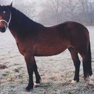 Welsh Pony af Cob-type (sec C) Rhydeilian Seren (gbr)