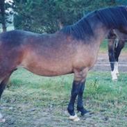 Welsh Pony af Cob-type (sec C) Rhydeilian Seren (gbr)
