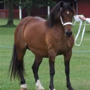 Welsh Pony af Cob-type (sec C) Rhydeilian Seren (gbr)