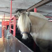 Anden særlig race Thor