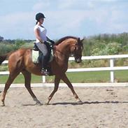 Fuldblod (XX) Heel's Jumperxx