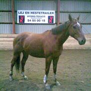 Fuldblod (XX) Heel's Jumperxx