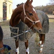 Fuldblod (XX) Heel's Jumperxx