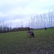 Anden særlig race Sputnik 