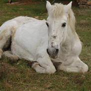 Anden særlig race Lotte *AFLIVET*