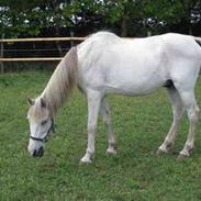 Anden særlig race Lotte *AFLIVET*