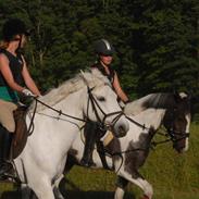 Anden særlig race Bandit - halvpart.