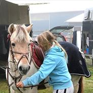 Fjordhest | Trine | solgt |