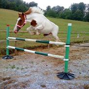 Anden særlig race Charmoon - SOLGT :-(((